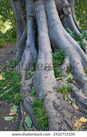 Jungle, tree and bark of trunk in forest with leaves on ground in nature, park or woods with grass. Outdoor, environment and roots closeup with biodiversity in summer rainforest or countryside
