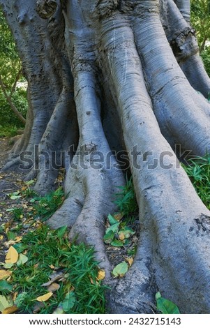Jungle, tree and bark of trunk in forest with leaves on ground in nature, park or woods with grass. Outdoor, environment and roots closeup with biodiversity in summer rainforest or countryside