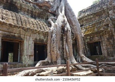 Jungle tree overgrowing mystic Ta Prohm temple (horizontal image), Siem Reap, Cambodia