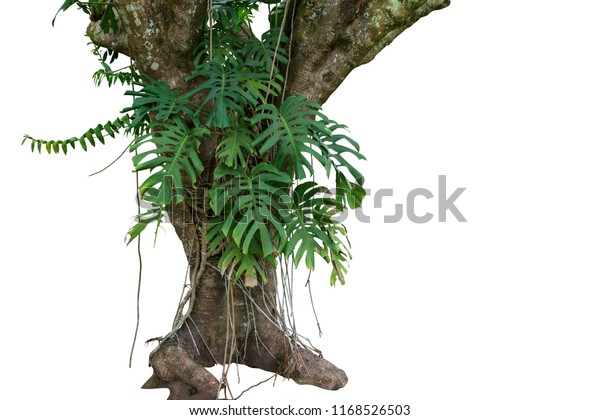 白い背景に切り取り線と野生に生育する 熱帯の葉を持つジャングルの木の幹 モンステラ モンステラ デリシオーサ に登る 森林のランの葉 の写真素材 今すぐ編集