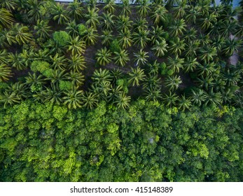 Jungle Trees Aerial View