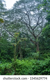 Jungle Trees In El Salvador