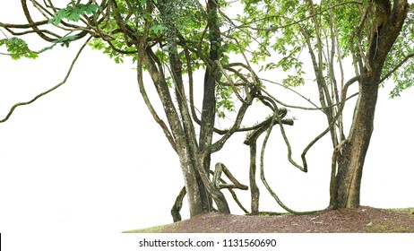 Jungle Trees With Large Vines Liana Plant Climbing And Twisted Around On Tree Trunks Isolated On White Background.