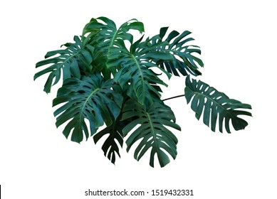 Jungle tropical green leaves floral plant monstera Philodendron bush tree isolated with clipping path - Shutterstock ID 1519432331