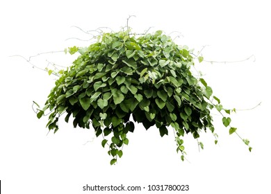 Jungle Tropical Plant Bush Tree Ivy Plant Isolated With Clipping Path.