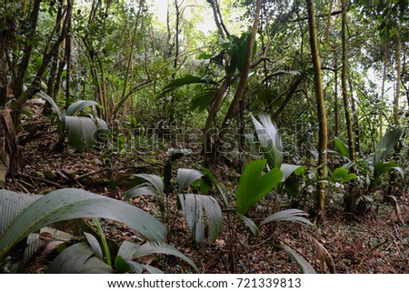 Jungle (tropical rainforest) of the northern part of Mahe island at the foot of Jasmin mountain. Seychelles islands. Eastern Africa