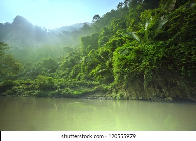 Jungle In Vietnam