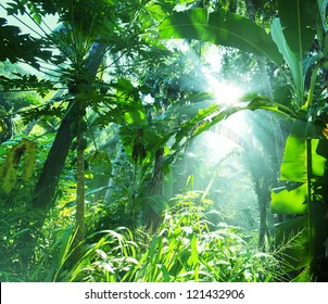 Jungle In Vietnam