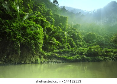 Jungle In Vietnam