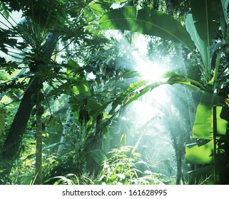 Jungle In Vietnam