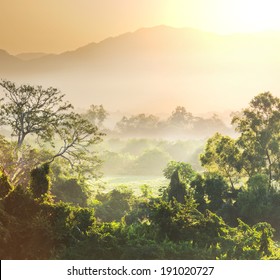 Jungle In Vietnam