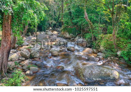 Jungle water stream