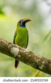 Jungle wildlife. Blue-throated Toucanet, Aulacorhynchus caeruleogularis, green toucan in the nature habitat, mountains in Costa Rica. Wildlife scene from tropic forest. Green bird sitting on branch