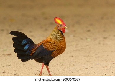 131 Sri Lanka Junglefowl Images, Stock Photos & Vectors | Shutterstock