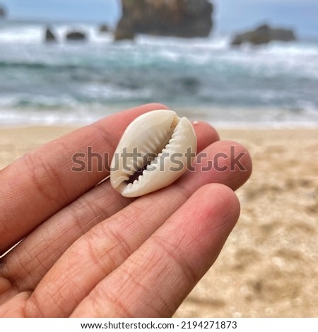 Jungwok Beach June 1, 2022 - Gold Ring Cowrie Shell (Monetaria Annulus) upside down