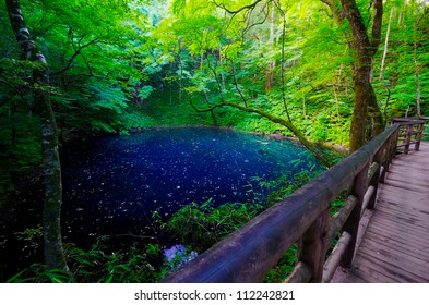 白神山地 の画像 写真素材 ベクター画像 Shutterstock