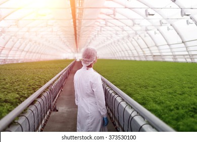 Junior agricultural scientists researching plants and diseases in greenhouse with parsley and green salad. Biotechnology woman engineer examining plant leaf for disease