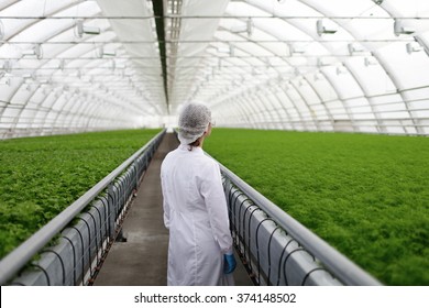 Junior agricultural scientists researching plants and diseases in greenhouse with parsley and green salad. Biotechnology woman engineer examining plant leaf for disease - Powered by Shutterstock