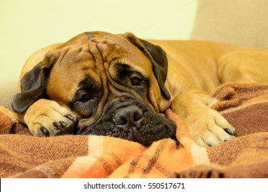 103 Bullmastiff sleeping Images, Stock Photos & Vectors | Shutterstock