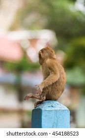 Junior monkey sitting on the pole.