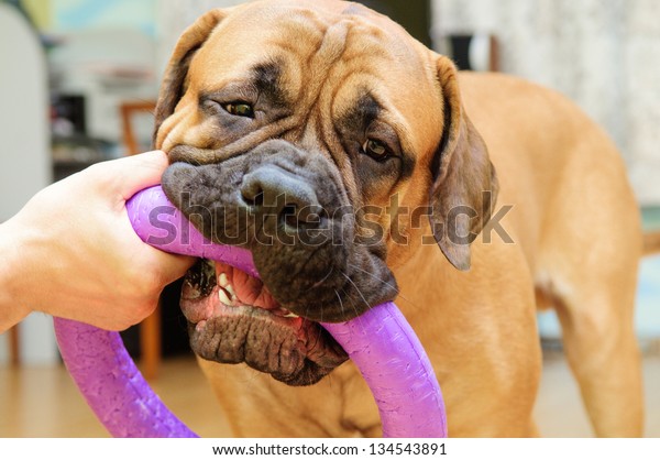 bull mastiff toys