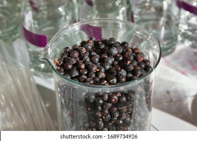 Juniper Berries Being Used In Small Batch Gin Production