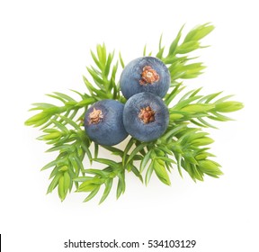 Juniper Berries Isolated