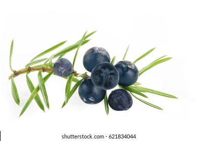 Juniper Berries Isolated