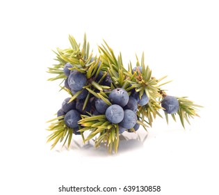 Juniper Berries Isolated On White 