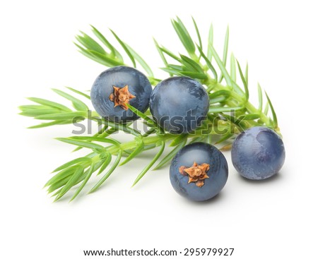 Juniper berries isolated on white background.