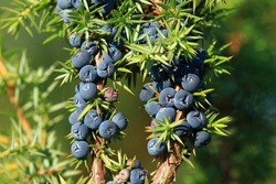 Juniper Berries On Tree, Fresh Aromatic Fruit, The Main Ingredient Of Gin Drink 