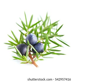 Juniper Berry In Closeup