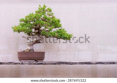 Juniper Bonsai - Juniperus chinensis