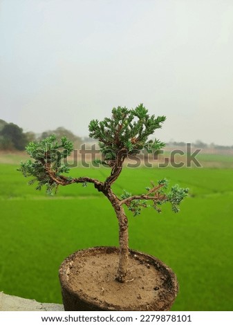 Juniper bonsai tree. 

Bonsai material, pre bonsai 