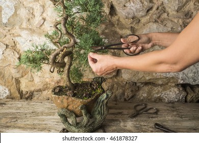 Juniper bonsai tree pruning woman, bonsai tree, scissors and pincers on old wooden table - Powered by Shutterstock
