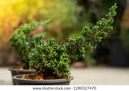 Juniper bonsai tree with yellow , green blurry background in black pot and flares 
