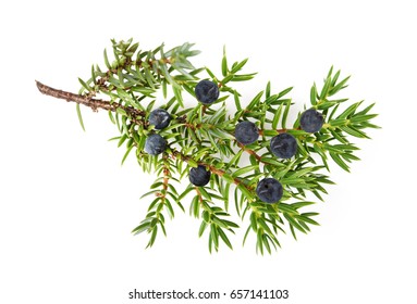 Juniper branch with  berries isolated on white