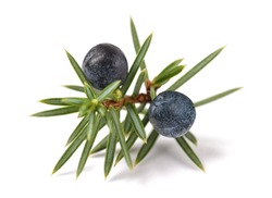 Juniper Branch With Blue Berries Isolated On White