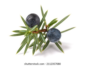 Juniper branch with blue berries isolated on white