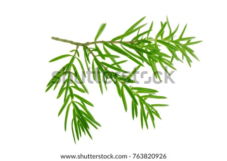 juniper branch isolated
