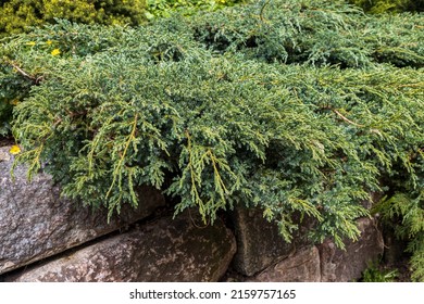Juniper branches hang over a stone fence in a botanical garden. landscape design - Shutterstock ID 2159757165