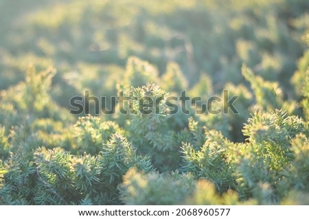 Juniper Branches in the Rays of the Setting Sun