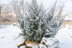 Juniper Bush In The Garden, Decorated With Stones, Covered With Snow On A Winter Day.