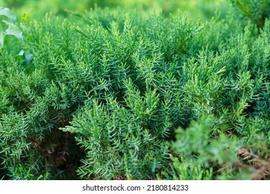 Juniper Bush Without Berries Close-up