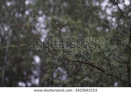 Juniper, Cade, cade juniper, prickly juniper, prickly cedar, or sharp cedar(Juniperus oxycedrus)