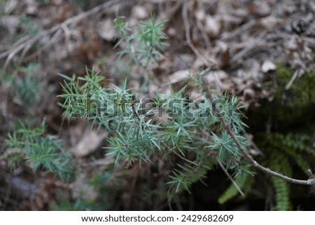 Juniper, Cade, cade juniper, prickly juniper, prickly cedar, or sharp cedar(Juniperus oxycedrus)