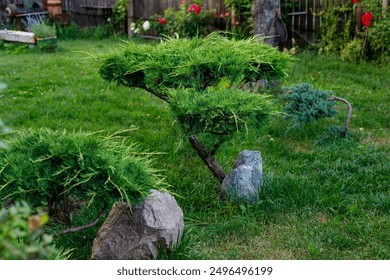 juniper in the garden plant care gardening - Powered by Shutterstock