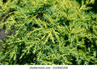 749 Yellow juniperus Images, Stock Photos & Vectors | Shutterstock