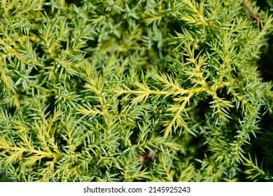 749 Yellow juniperus Images, Stock Photos & Vectors | Shutterstock