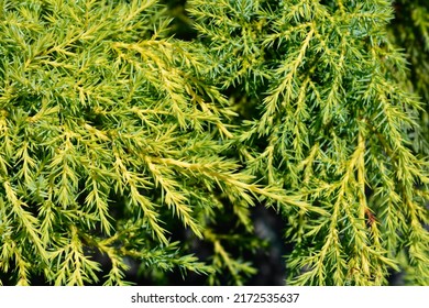 749 Yellow juniperus Images, Stock Photos & Vectors | Shutterstock